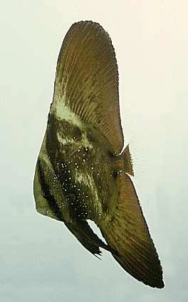 Platax orbicularis 4-6 cm
